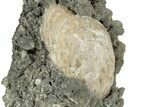 Fossil Clam (Mercenaria) - Ruck's Pit, FL #242886-2